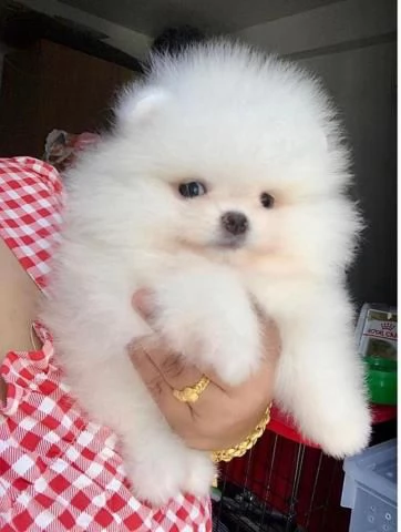 Cuccioli di Pomerania mini toy.