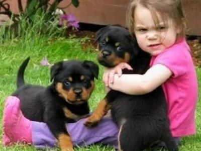 Cuccioli rottweiler