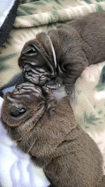 Cuccioli di Shar Pei fulvi e neri  | Foto 4