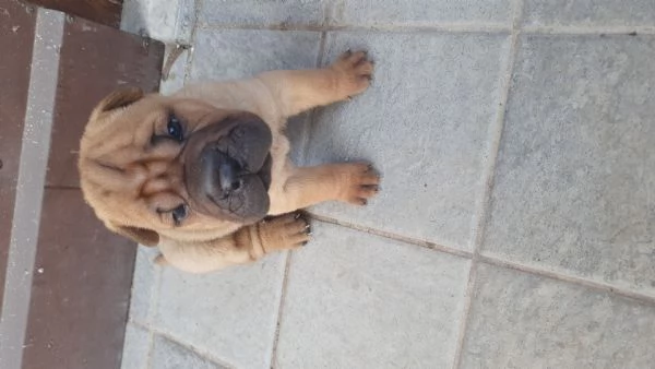 Cuccioli di Shar Pei fulvi e neri  | Foto 3