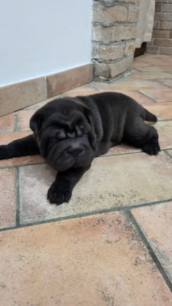 Cuccioli di Shar Pei fulvi e neri  | Foto 2