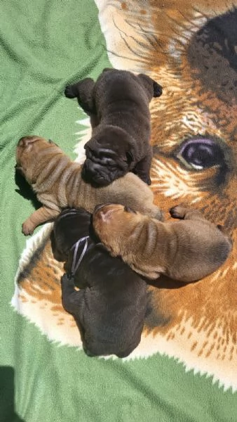 Cuccioli di Shar Pei fulvi e neri  | Foto 1