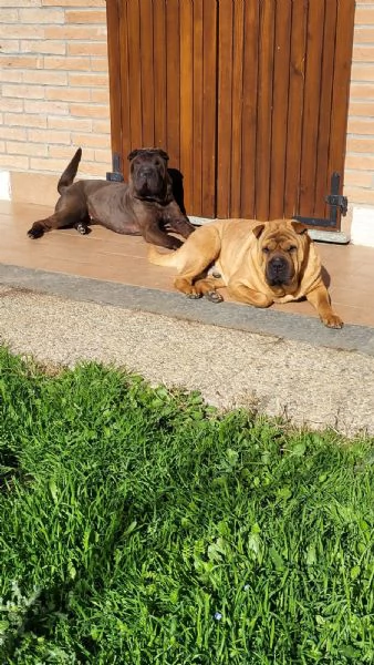 Cuccioli di Shar Pei fulvi e neri  | Foto 0