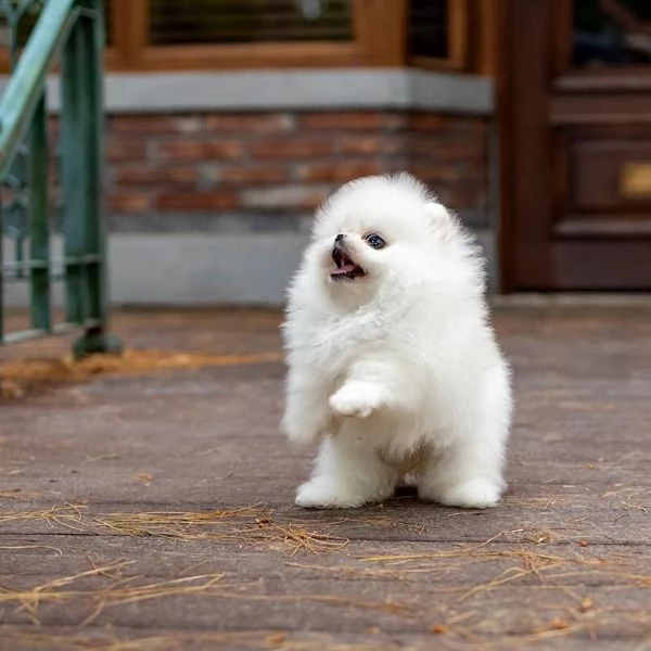 cuccioli di pomerania gratis. | Foto 1