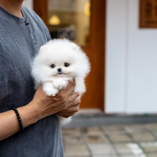 cuccioli di pomerania gratis.