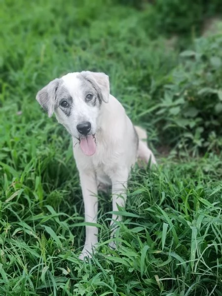 Cucciola cerca casa