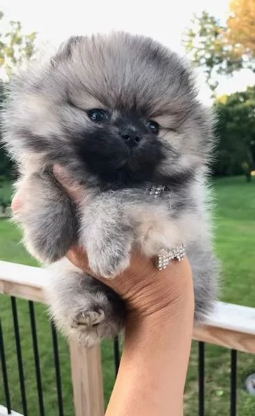 pomeranian | Foto 2