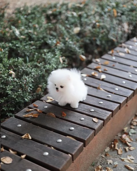 pomeranian | Foto 1