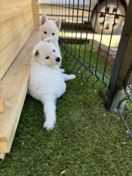 Cuccioli di cane Pastore Svizzero