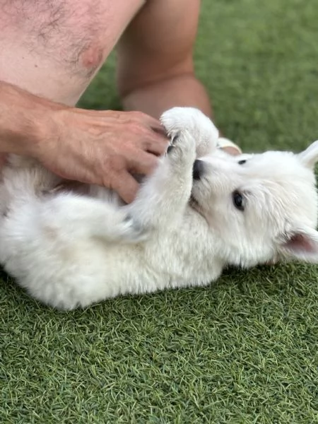 Cuccioli di cane Pastore Svizzero | Foto 6