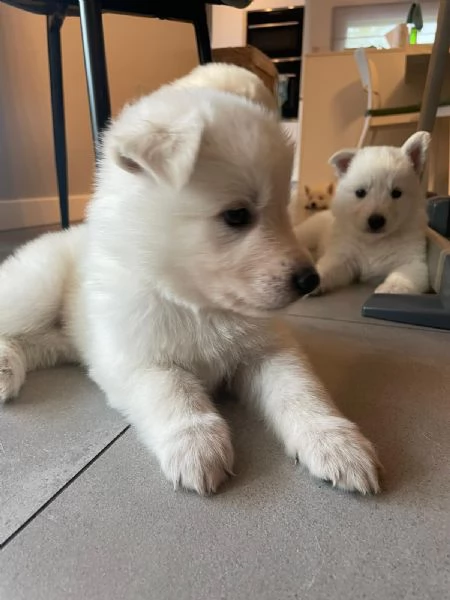 Cuccioli di cane Pastore Svizzero | Foto 2