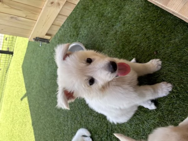 Cuccioli di cane Pastore Svizzero | Foto 0