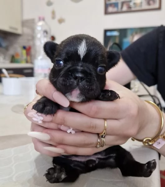 Cuccioli di bulldog francese | Foto 2