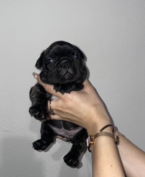 Cuccioli di bulldog francese | Foto 0