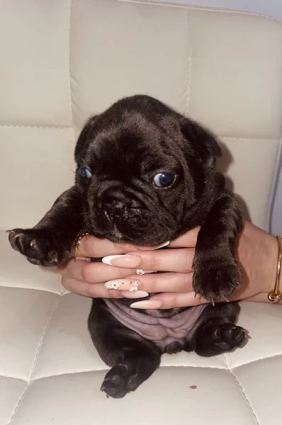 Cuccioli di bulldog francese