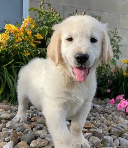 Golden Retriever cuccioli!!