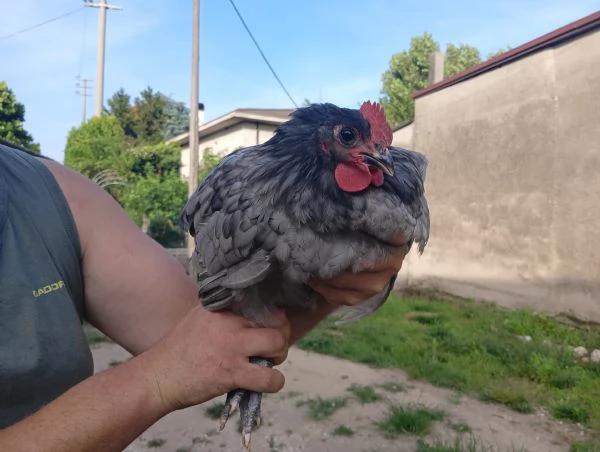 Vendo gallo australorp blue | Foto 2