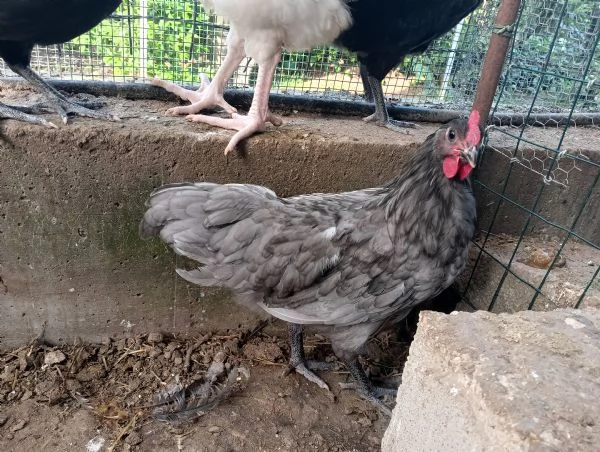 Vendo gallo australorp blue | Foto 1