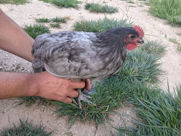 Vendo gallo australorp blue | Foto 0