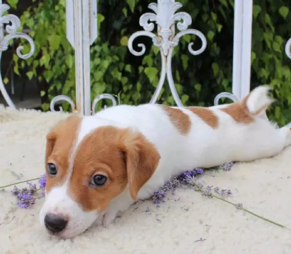 Regalo CUCCIOLI DI RAZZA PURA JACK RUSSEL Tutti i documenti sono disponibili, di contattarci per ult