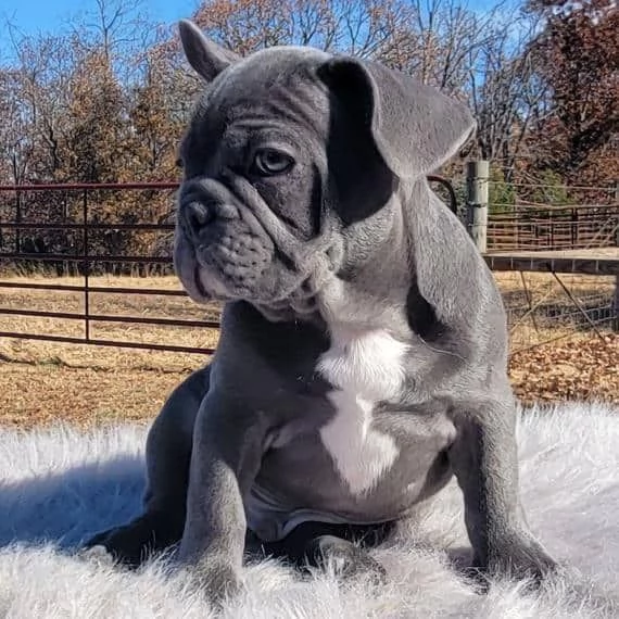 Regalo Cuccioli di Cane a Bulldog Francese Splendidi cuccioli di Bulldog Francese ad appassionati de