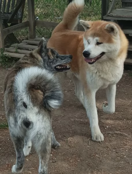 Prenotabili cuccioli Akita Inu con pedigree ENCI. | Foto 2