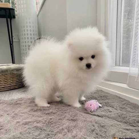 cuccioli di pomerania in adozione | Foto 2