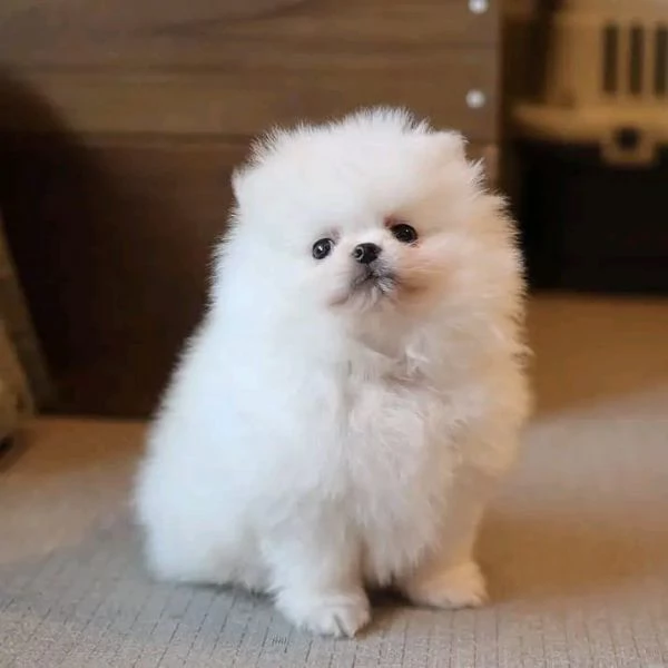 cuccioli di pomerania in adozione