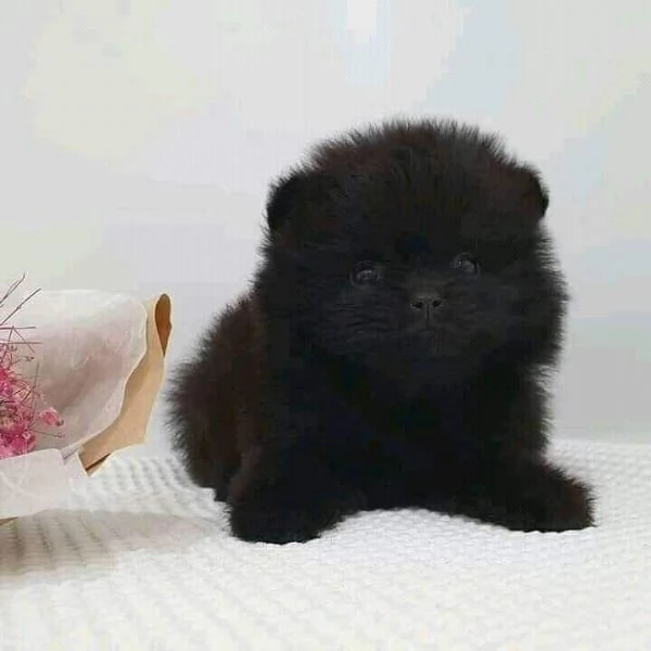 cuccioli di pomerania in adozione | Foto 0