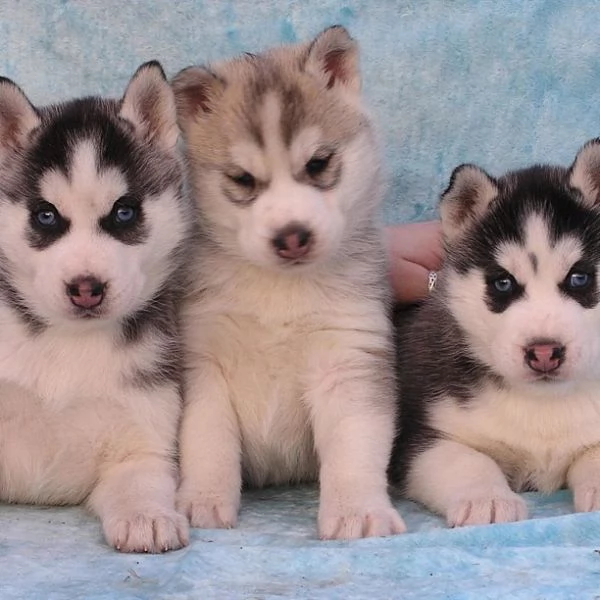 cuccioli di husky in adozione,