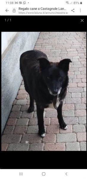 Regalo cane nell'astigiano