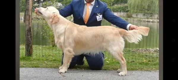 Golden retriever linea inglese  | Foto 2