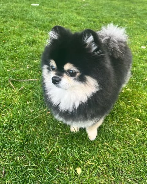 Riza , Cani volpino pomerania femmina | Foto 0