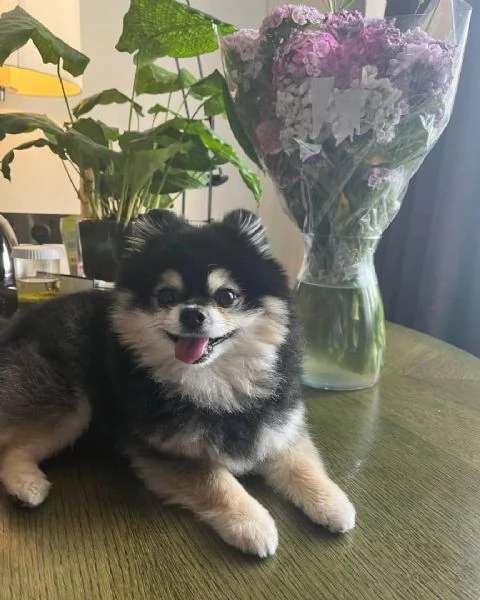 Riza , Cani volpino pomerania femmina