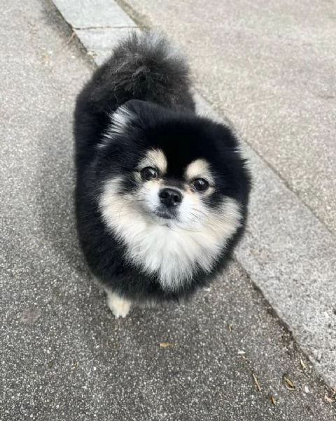 Riza , cani volpino pomerania femmina