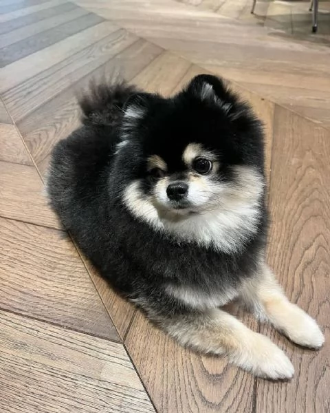 Riza , volpino pomerania femmina