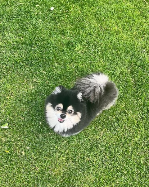 Riza , cagnolina volpina di pomerania | Foto 0