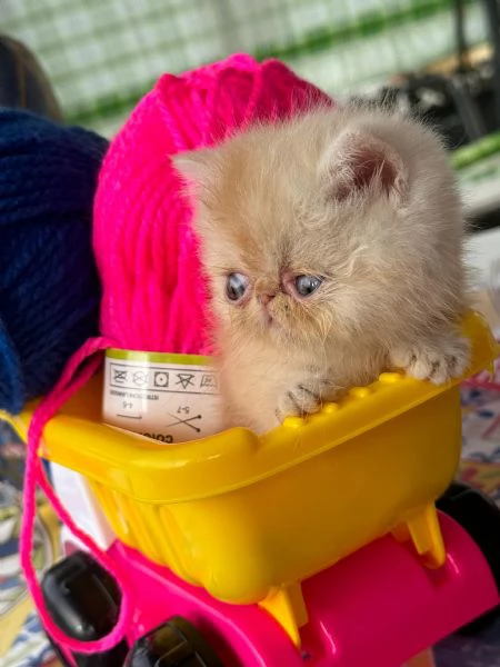 Exotic Shorthair 