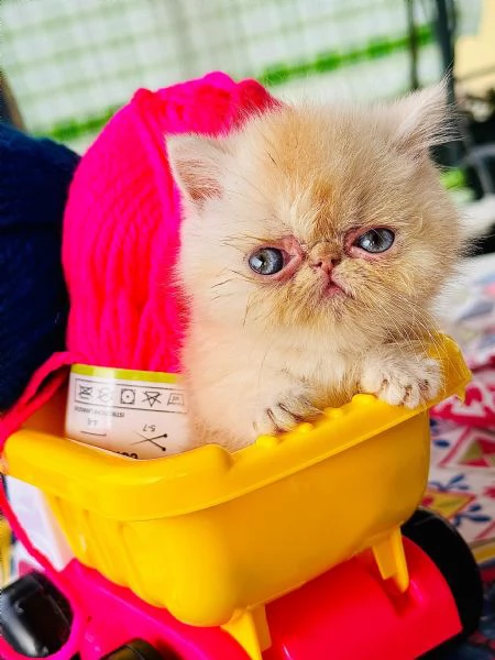 Exotic Shorthair  | Foto 3