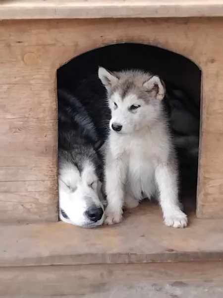 Cuccioli Alaskan Malamute 