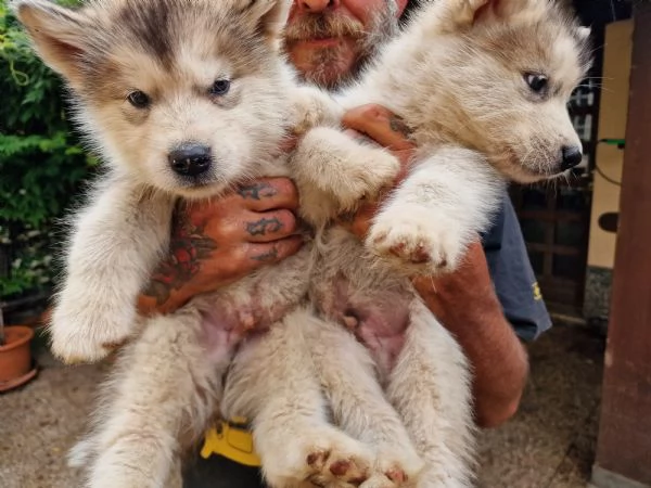 Cuccioli Alaskan Malamute  | Foto 2