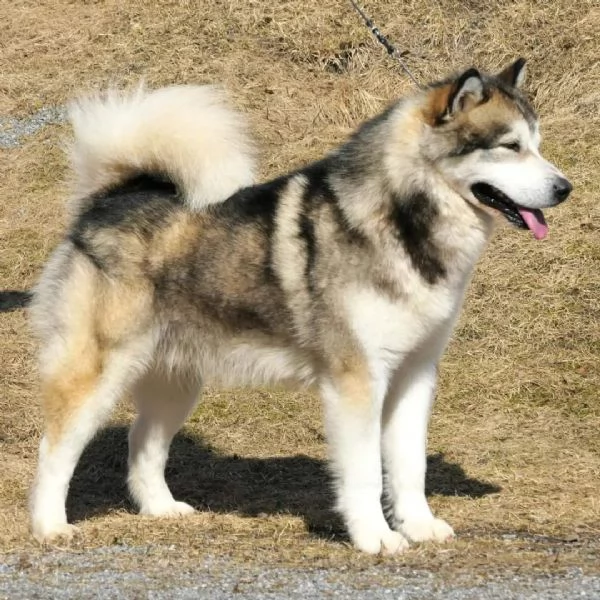 Cuccioli Alaskan Malamute  | Foto 1