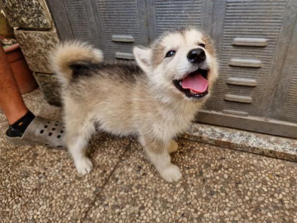 Cuccioli Alaskan Malamute  | Foto 0