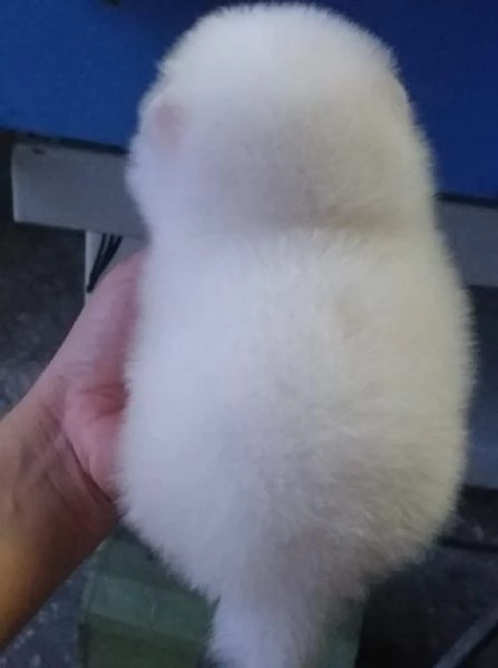 Dolci cuccioli di Spitz Pomerania disponibili | Foto 0