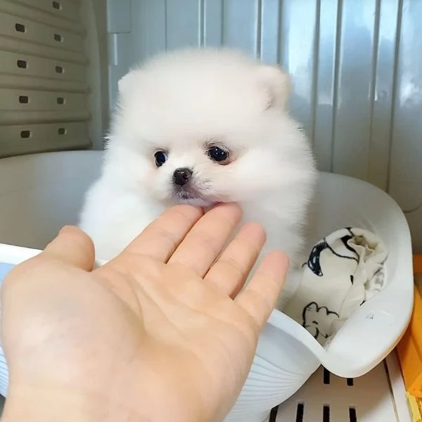 CUCCIOLI DI POMERANIA