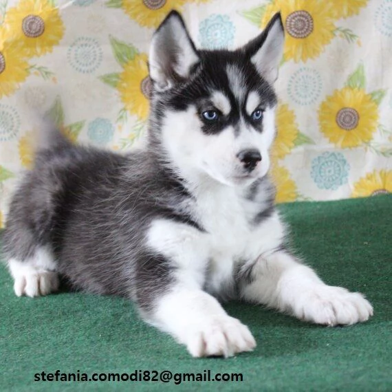 Husky cuccioli Adorabili cuccioli di Husky di tre mesi e mezzo Colore  albicocca, neri e cioccolat 