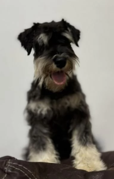 Schnauzer nano cuccioli | Foto 3