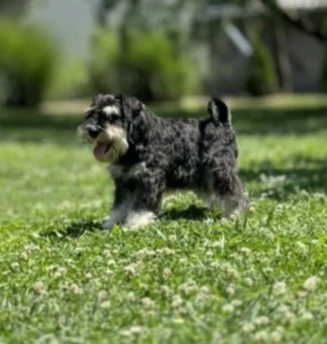 Schnauzer nano cuccioli