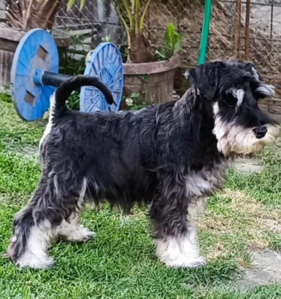 Schnauzer nano cuccioli | Foto 2