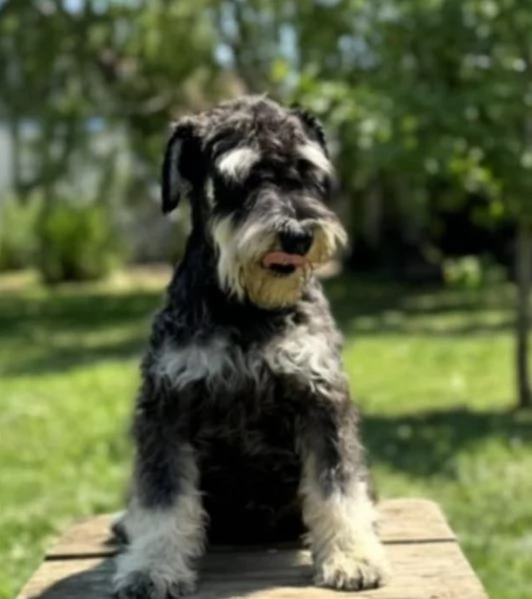 Schnauzer nano cuccioli | Foto 1